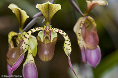 Orchidee Paphiopedilum lowii  - Zum Vergroessern klicken!